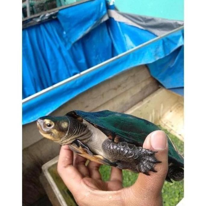 KURA KURA PIPUT BEST PRODUK