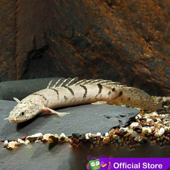 Fishup- Palmas Delhezi / Ikan Predator / Ikan Hias Aquascape