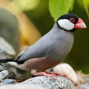 KOTAK TEMPAT SARANG BURUNG KENARI, FINCH, BLACKSTROUTH TYPE 503 DAYANG