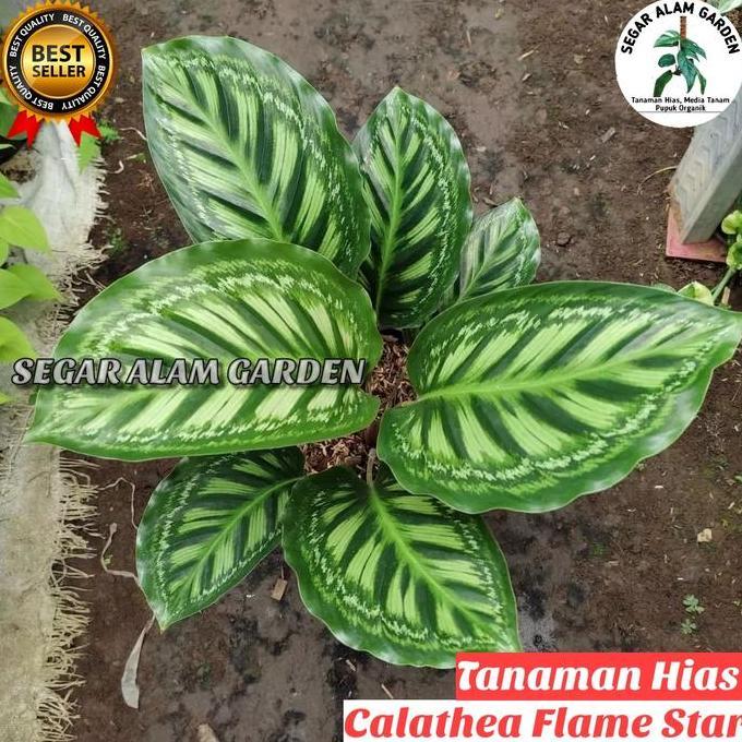 Tanaman Hias Calathea Flamestar - Flamestar