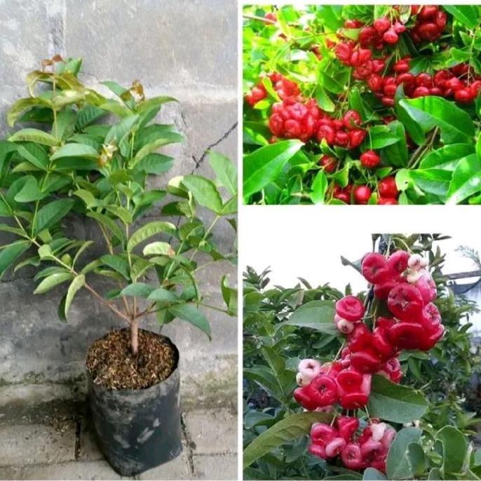 Pohon Jambu Kancing Merah Rimbun Siap Berbuah / Pohon Jambu Air