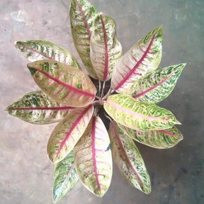 aglonema Dona carmen mutasi+pot putih