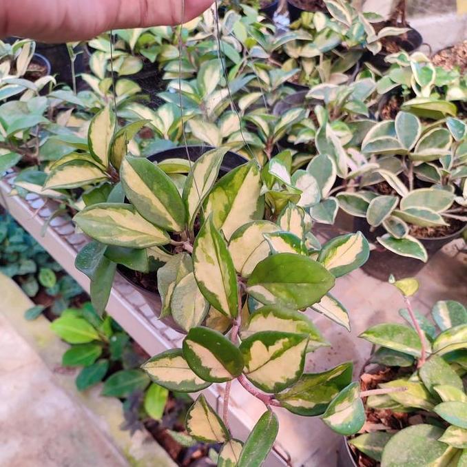tanaman hias hoya cornosa rimbun - tanaman gantung Hoya cornosa