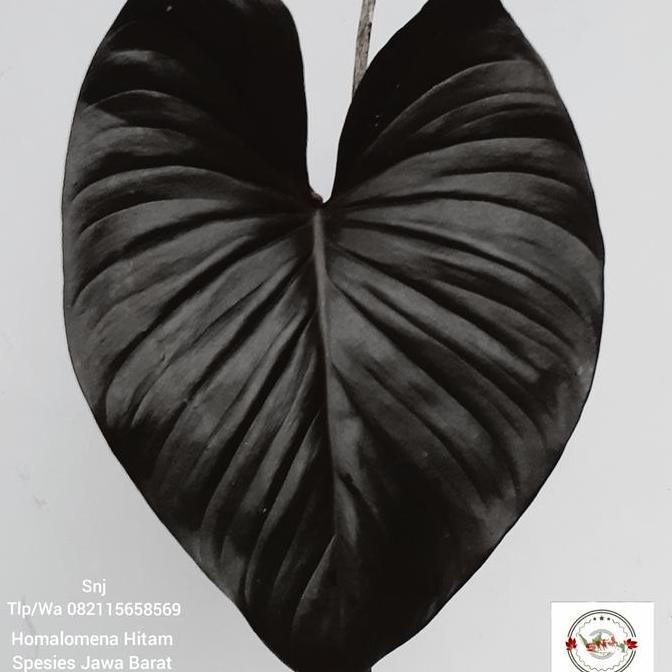 Bonggol homalomena hitam