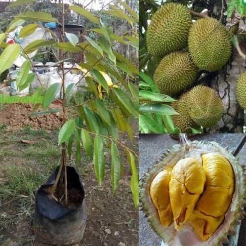 Paket 10 bibit Durian Musangking Kaki 3