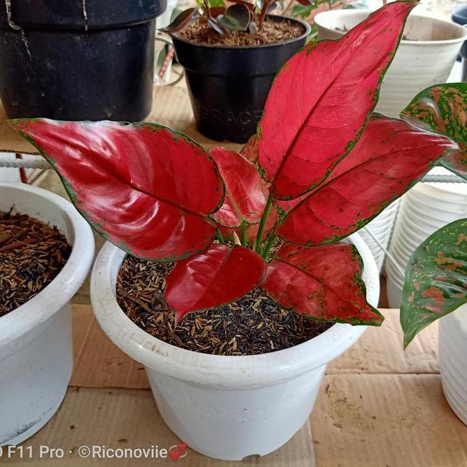 aglonema red anjamani super cantik full merah