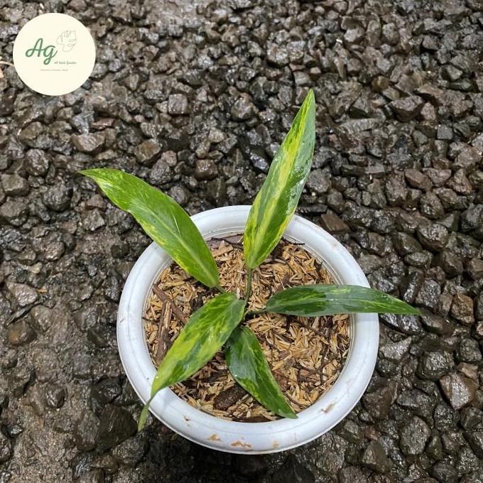 anthurium plowmanii variegata