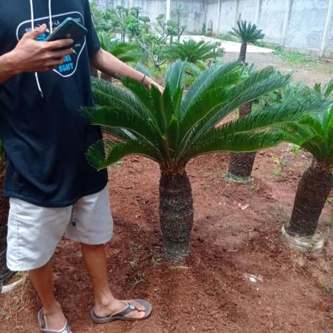 tanaman palem sikas / pohon palem sikas