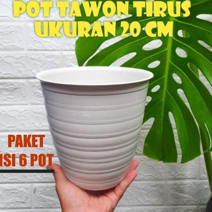 Pot tawon tirus 20 cm paket isi 6 pot murah Hijau Putih