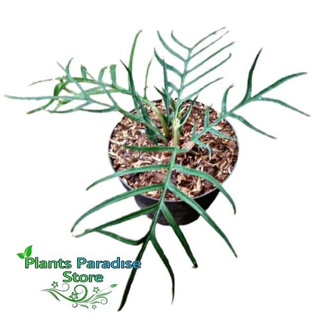 Tanaman hias philodendron tortum - philodendron pedatum tortum