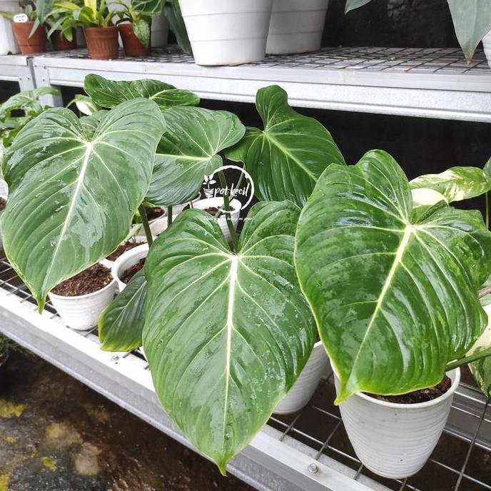 Philodendron Gloriosum / Philodendron