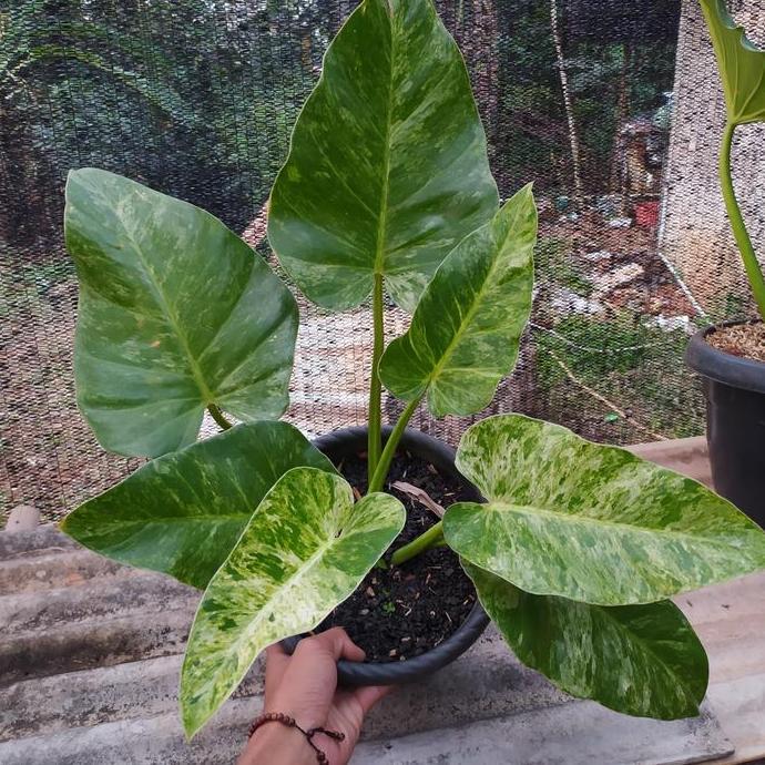 TANAMAN HIAS PHILO MARBLE VARIGATA