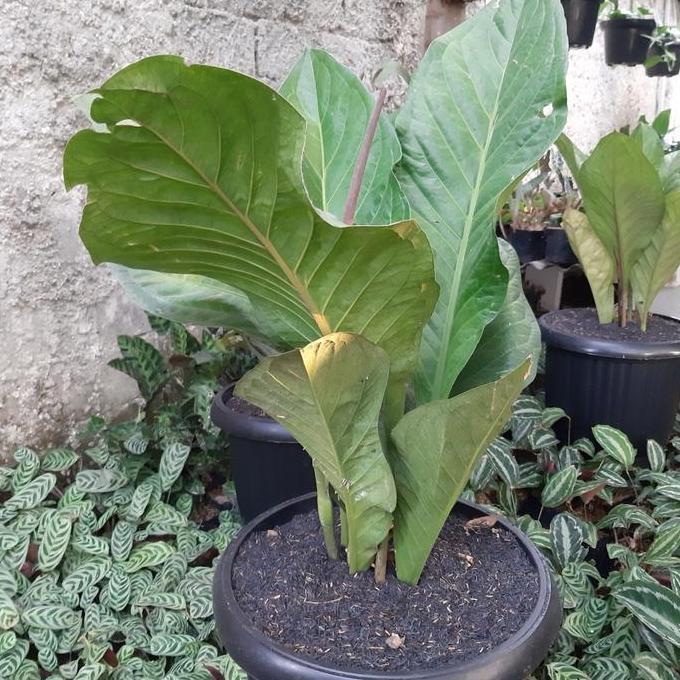 Best Seller Tanaman Hias Anthurium Jemani - Anthurium Jemani Jumbo Premium