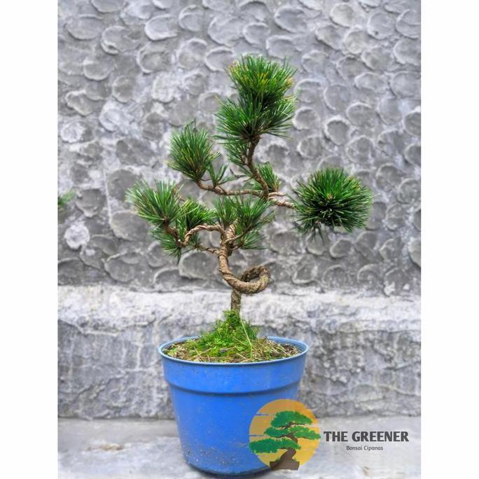 Japanese Cemara Black Pine