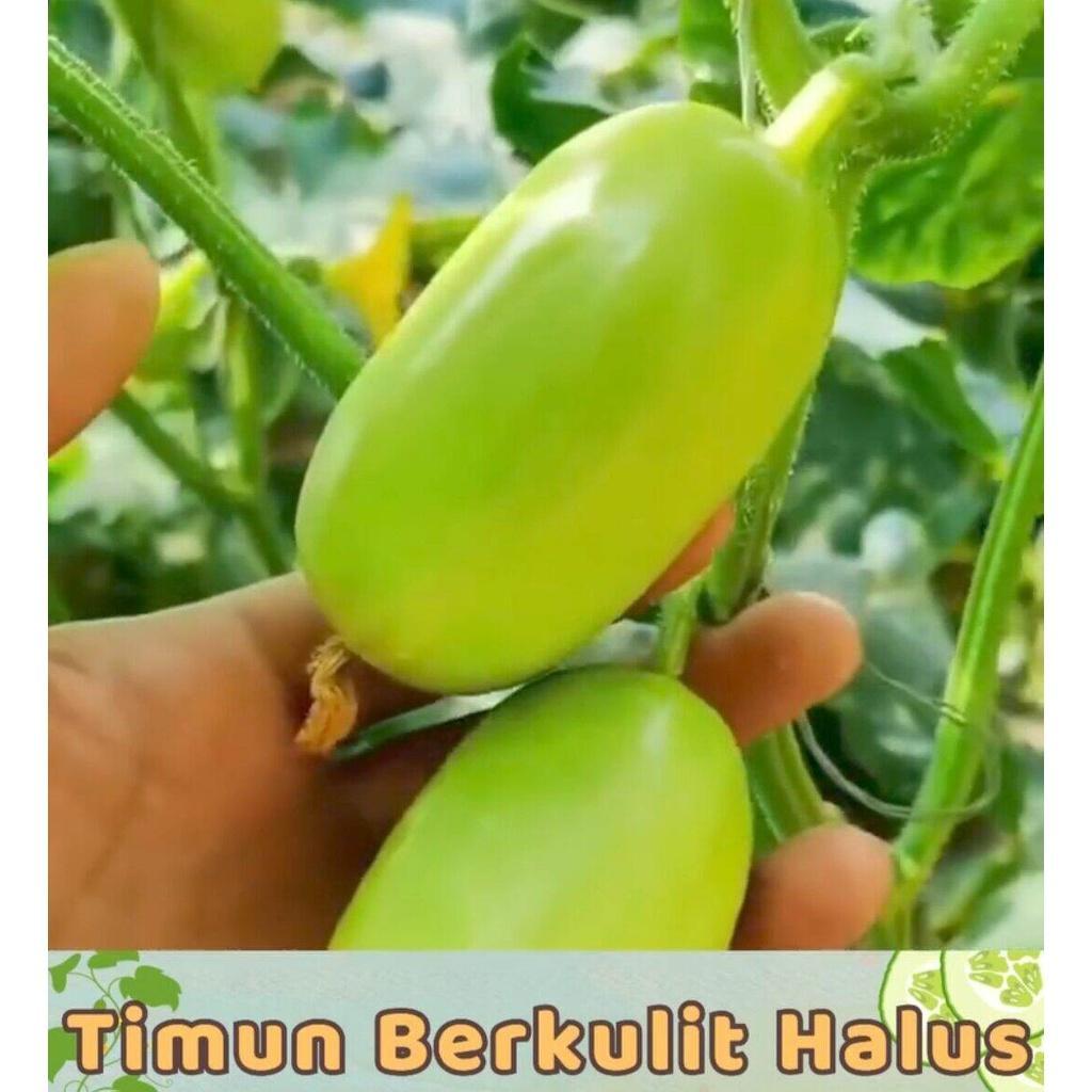 5 Butir Biji / Benih Timun Jade Girl Atau Timun Giok Manis