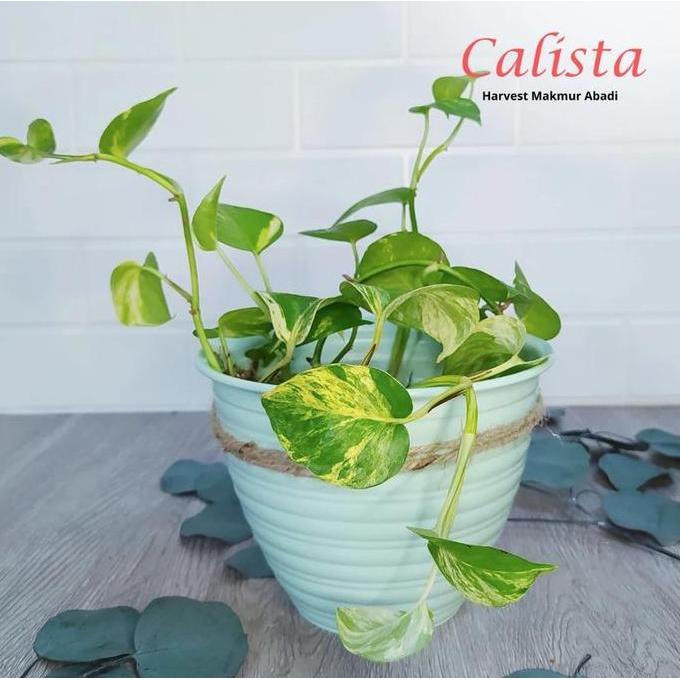 Calista Pot Bunga Banyak Ukuran - Pot Bunga Oentoeng 24 cm (TERBAIK) (TERBARU) (TERMURAH)
