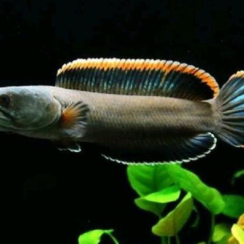 CHANA LIMBATA SZ 12-13 CM