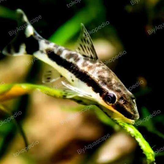 IKAN PEMBERSIH LUMUT OTOCINCLUS