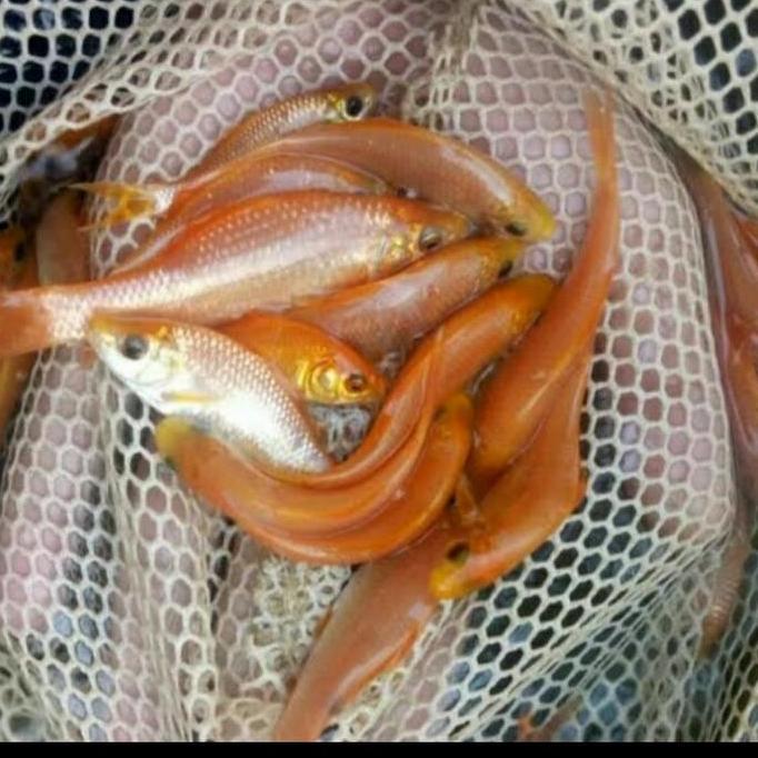 PAKET IKAN TERAPI NILEM LEMON