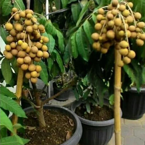 BOSTER KELENGKENG 250 GRAM