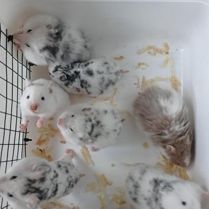 Hamster syrian fujiyama domspot