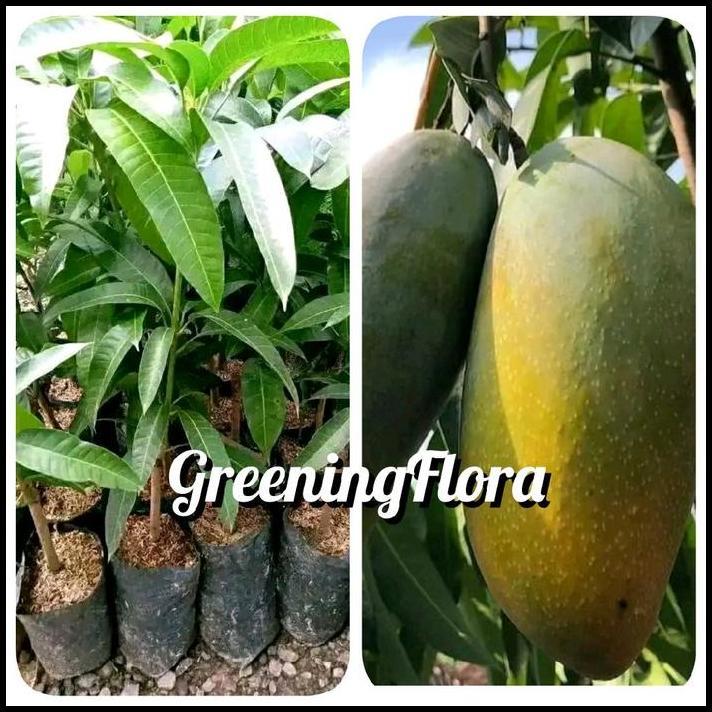 [COD] BIBIT MANGGA KIOJAY BIBIT MANGGA JUMBO KIOJAY OKULASI