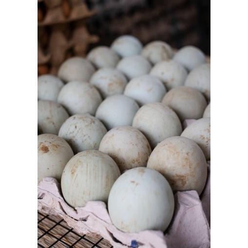 telur bebek/telur bebek mentah