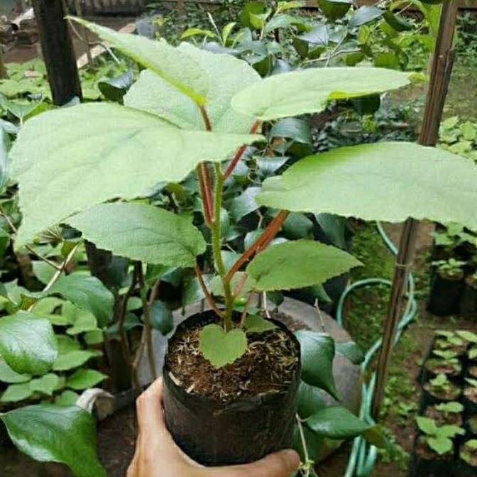 Bibit Tanaman Buah Kiwi-Bibit Buah Kiwi Asli TERJAMI