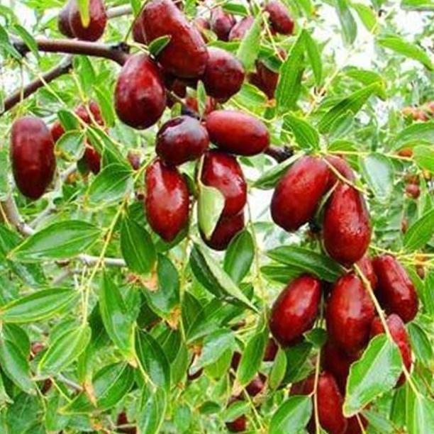 Bibit Kurma Merah Korea Jujube Angco TERJAMI