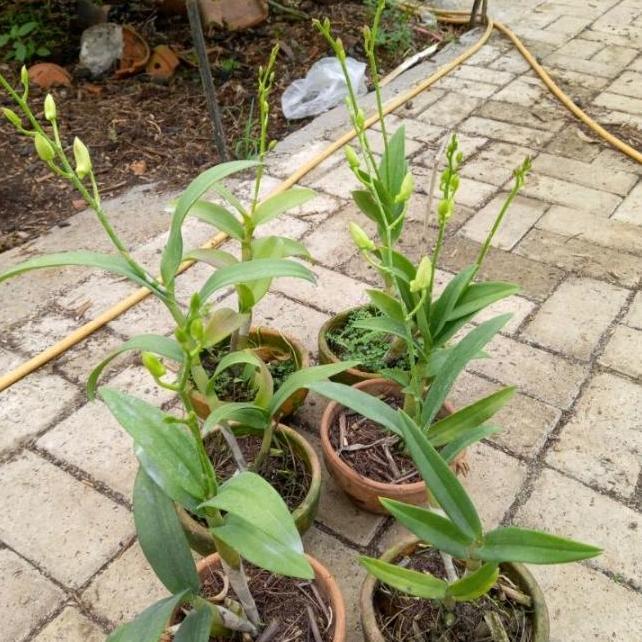 Paket 6 Tanaman Anggrek Dendrobium Sudah Berbunga Kenop