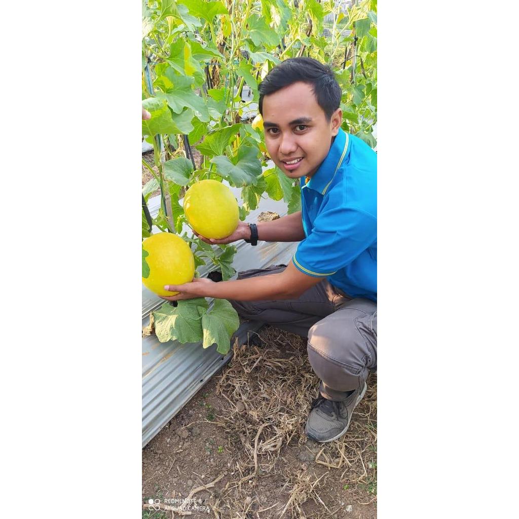 Benih Melon New Kinanti - Bibit Tanaman Melon Golden SUPER MANIS