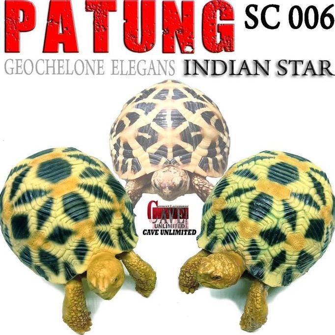 SC006 REPLIKA PATUNG PAJANGAN MINIATUR TORTOISE KURA DARAT INDIAN STAR  GEOCHELONE ELEGANS KURA TORT