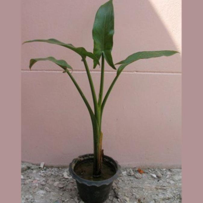 Promo Tanaman Hias Pisang Amazon Madagascar Cod