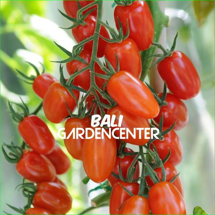 Promo Benih Biji Tomat Cherry Ruby Merah - Red Ruby Cherry Tomato Cod