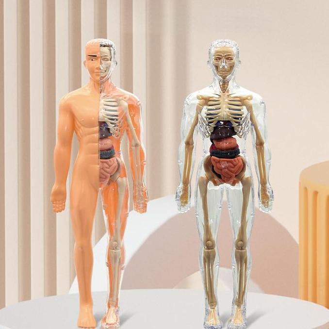 BEZEIN HUMAN BODY ANATOMY MODEL MAINAN DOKTER MAINAN TENGKORAK  HUMAN ORGANS