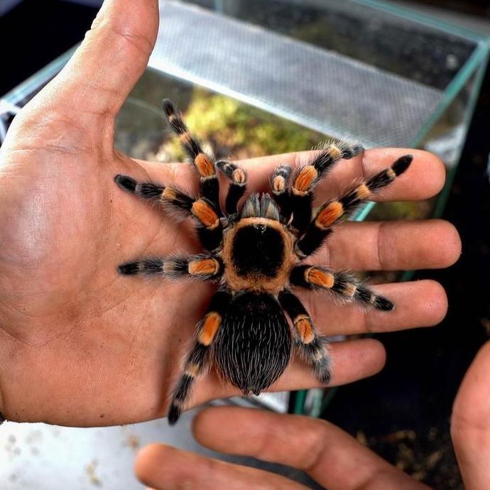 tarantula brachypelma hamorii