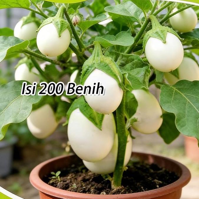 EYAMUY Terong Putih Bulat Bibit Sayuran Sekitar 200 Biji Benih Tanaman Sayuran Terong Bulat Putih Mu