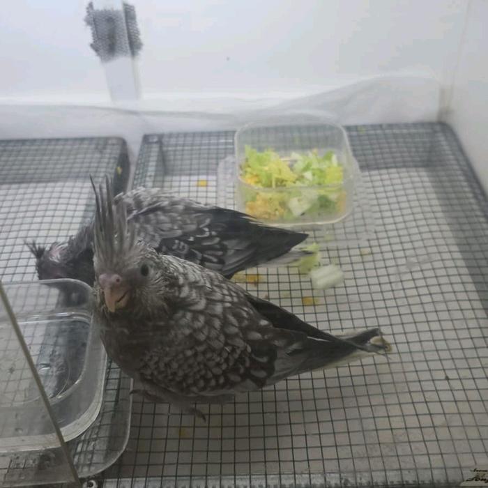 Baby White Face Pearl / Baby White Face Pearl New Stok