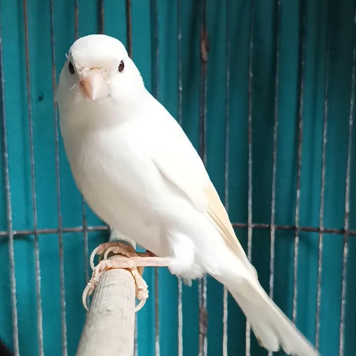 Burung Kenari Af Super Putih Gacor New Stok