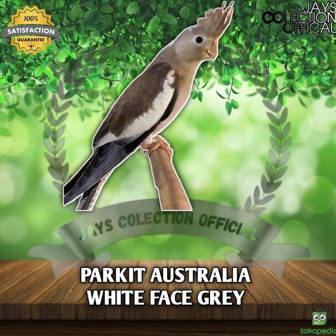 BURUNG PARKIT AUSTRALIA / FALK WHITE FACE murah