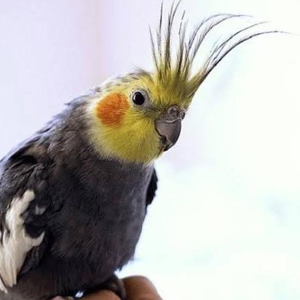BURUNG FALK PARKIT AUSTRALIA GREY BURUNG PARKIT AUSTRALIA FALK GREY murah
