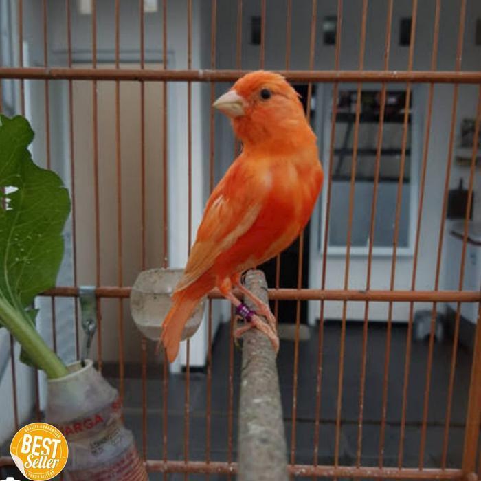 Kenari Merlok Gacor Joos Mantap Murah New Stok