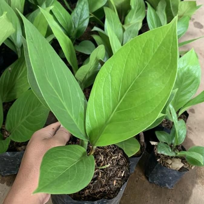 Park- Tanaman Hias Anthurium Jemani Cobra Catalog - Jemani Kobra Katalog