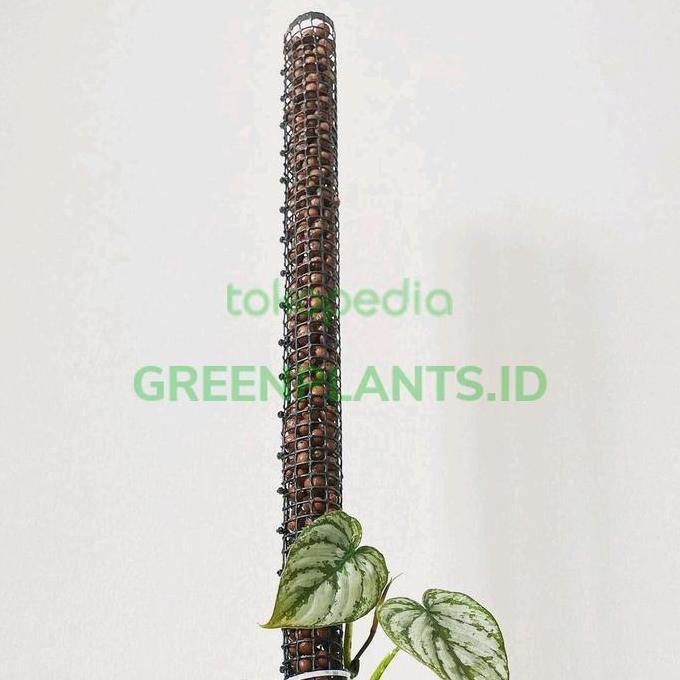 Media tanam Hidroton