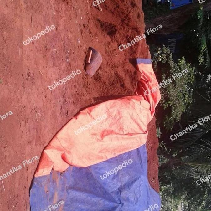 Tanah Merah Murni 25kg karungan jumbo untuk campuran pupuk media tanam