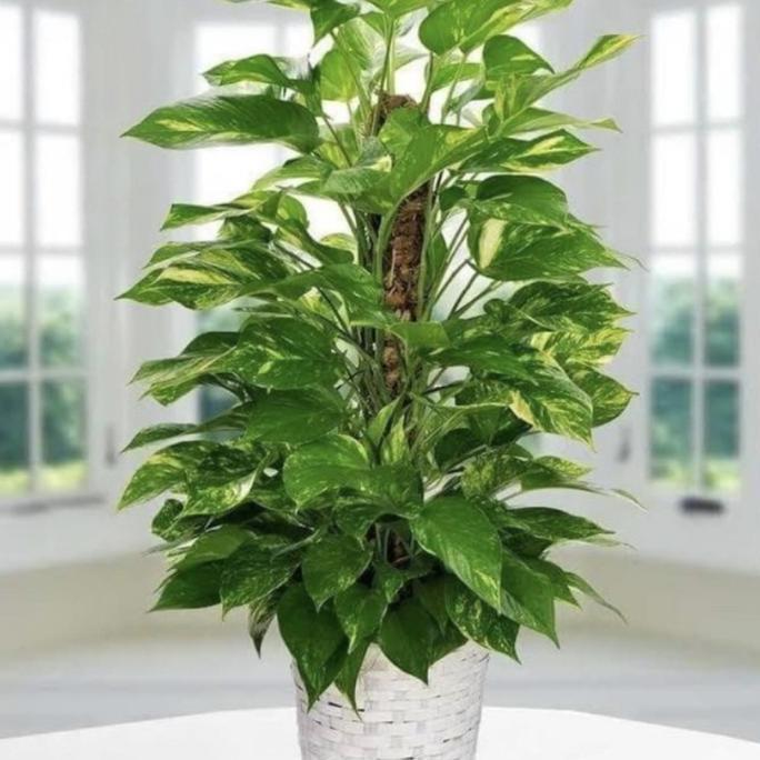 Turus tanaman / turus penyanggah tanaman / turus tanaman rambat