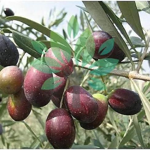 Bibit Tanaman Buah Zaitun-Bibit Pohon Buah Zaitun Ka-Zaitun Asli produk laris