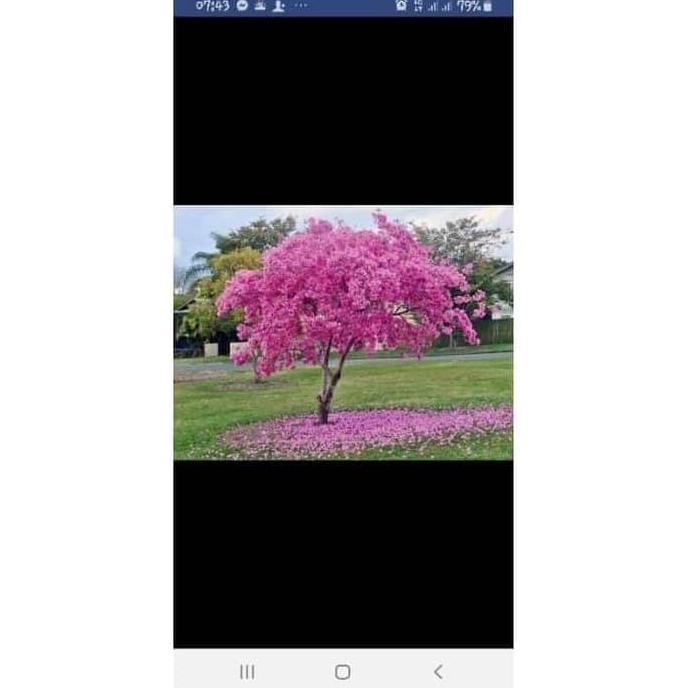 POHON Bibit Buah Tanaman sakura asli jepang Okulasi Cepat Berbuah DDDD TAMBULAPOT