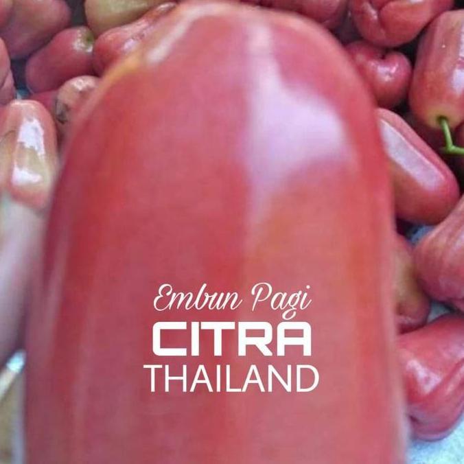 Bibit Buah Jambu Air Citra King Jumbo produk laris