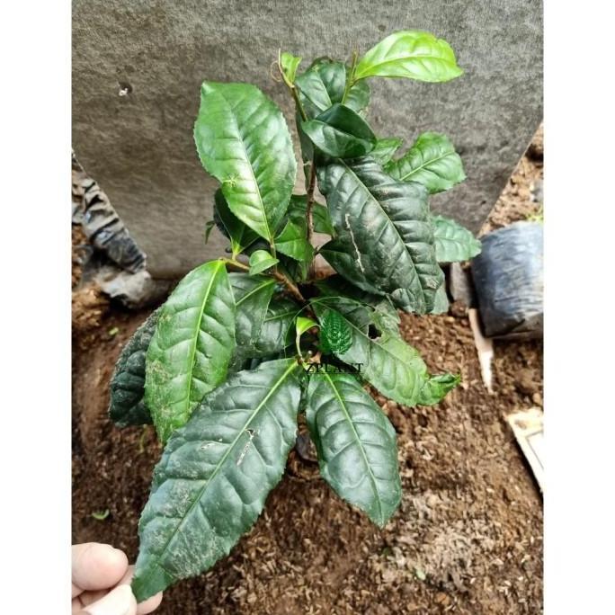 Terlaris Terlaris Bibit pohon daun teh hijau - Tanaman daun teh hijau TAMBULAPOT